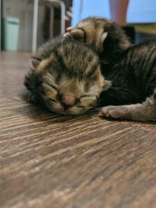 imnotlaika exclusive onlyfans leaked nudes