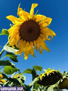 Elle Knox onlyfans leaks nude photos